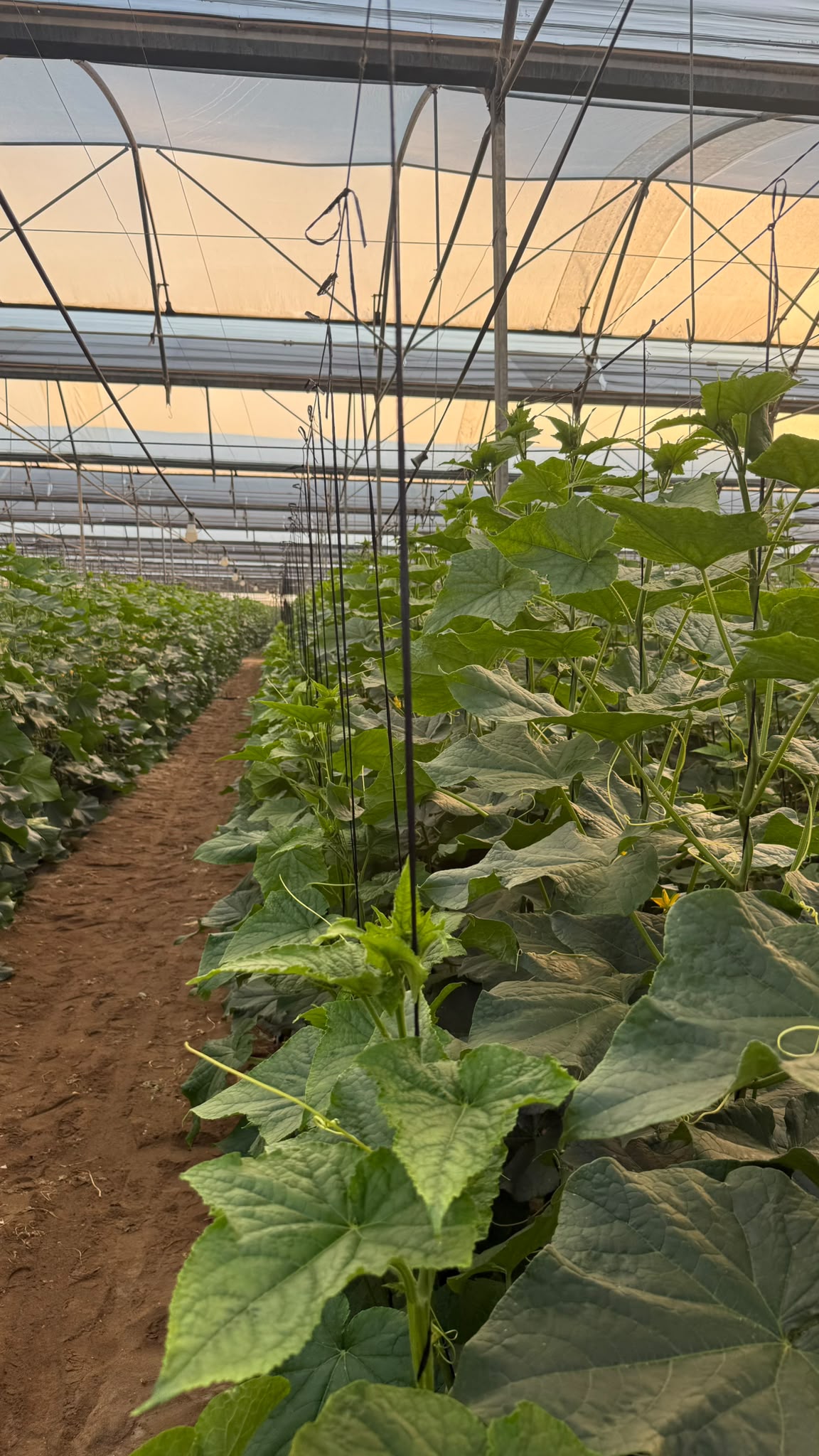 Almería cucumber crop in a greenhouse