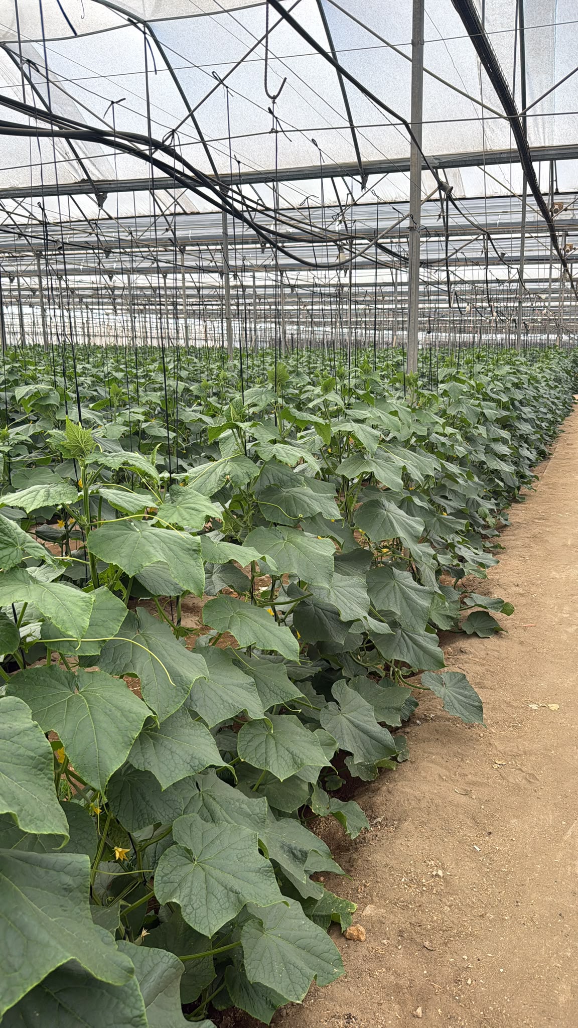 Agrovillegas’ Almería cucumber greenhouse