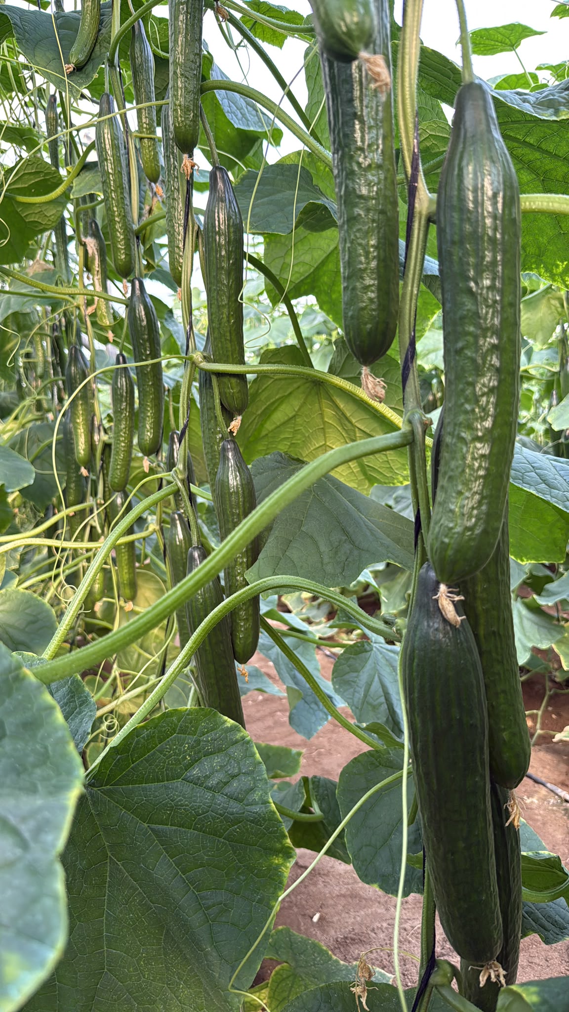 Long Almería cucumbers on the vine, grown by Agrovillegas