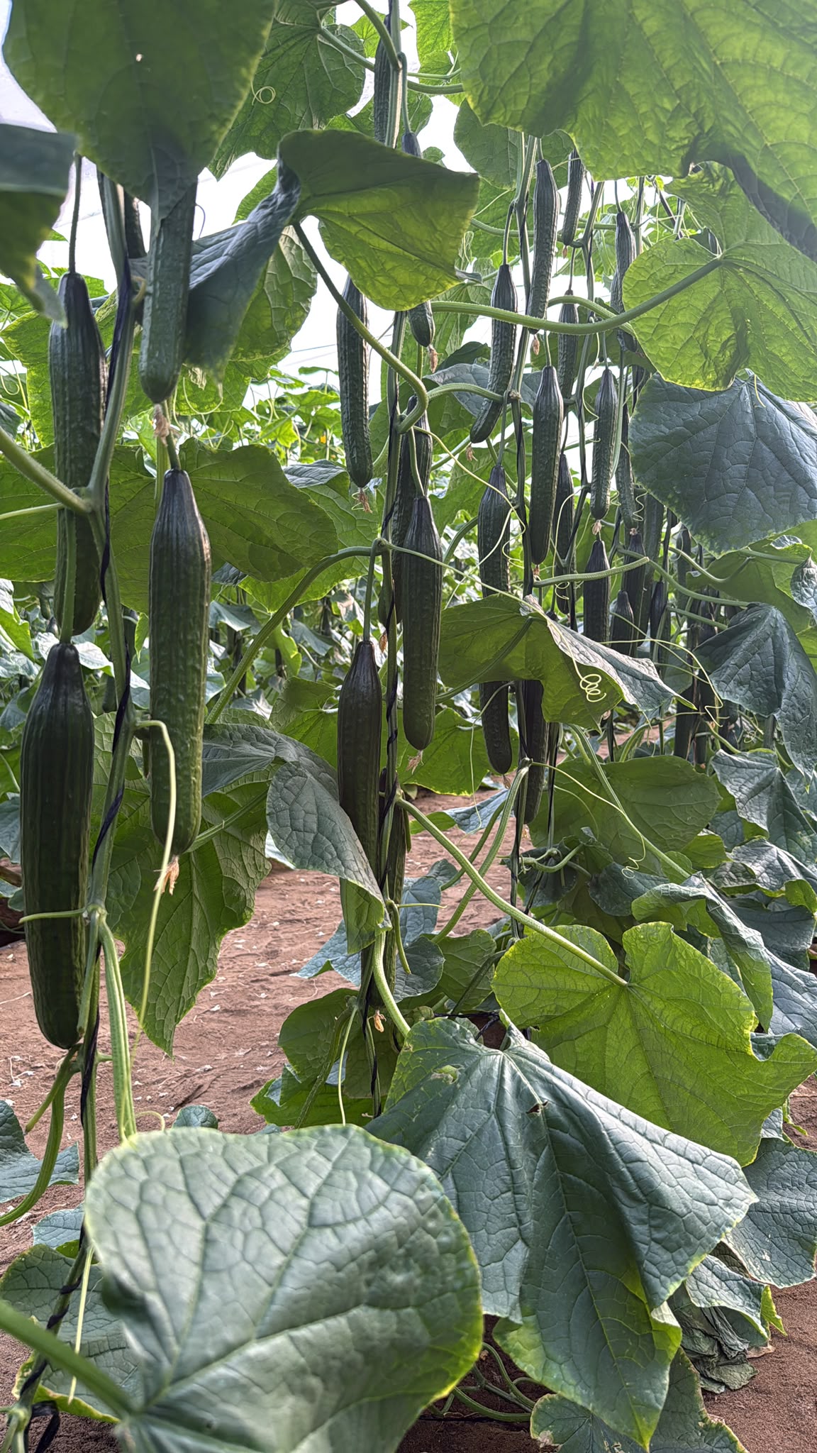 Pepinos en el invernadero de Agrovillegas